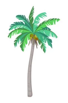 Coconut palm tree Illustrazione stock