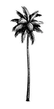 Coconut palm tree. Stock-Illustration