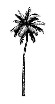 Coconut palm tree. Illustrazione stock