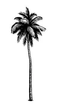 Coconut palm tree. Stock Illustration