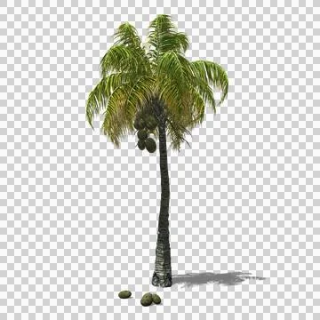Coconut palm-tree Stock Illustration