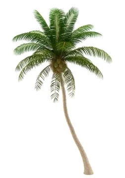 Coconut palm tree isolated on white background with clipping path Stock Illustration