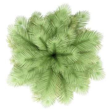 Coconut palm tree isolated on white background. top view. 3d illustration Stock Illustration