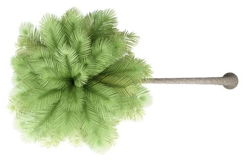 Coconut palm tree isolated on white background. top view. 3d illustration Stock Illustration