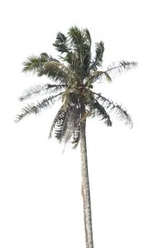 Coconut palm tree isolated on white background. Stock Photos