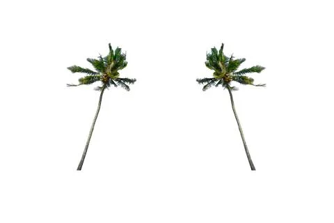 Coconut / Palm Tree isolated on white background. Stock Photos