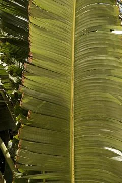 Coconut palm tree leaf. Beautiful summer exotic tropical nature background. S Stock Photos