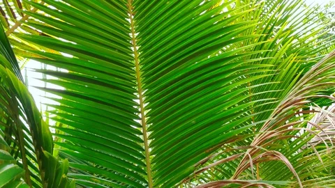 Coconut Palm Tree Leaf. Extreme Close-up 4K Cinematic Footage Vídeos de archivo 124883817