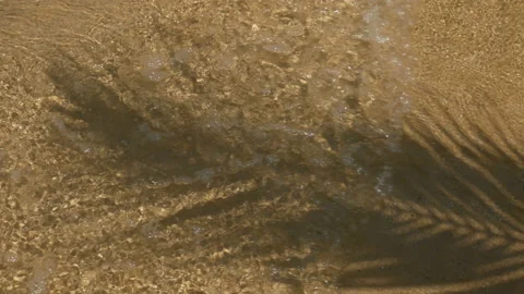 Coconut palm tree leaf shadow stretch out over the sandy beach Stock Footage 133428358