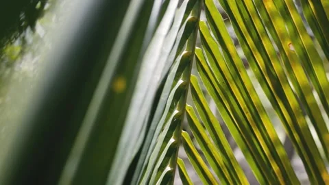 Coconut palm tree leaf swing on wind close up Stock Footage 132877904