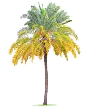 Coconut palm tree leaf on white background Stock Photos