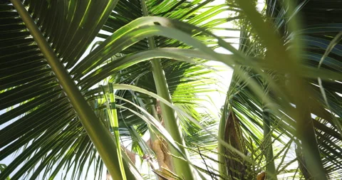Coconut palm tree leave sun light background summer scene Stock Footage 301374327