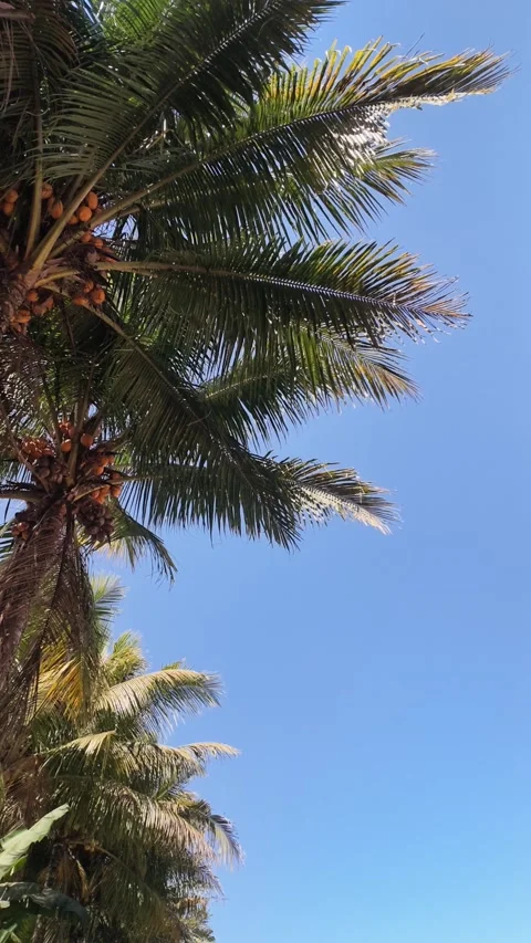 Coconut Palm Tree Leaves Against Clear Blue Sky in Tropical Island Paradise Stock-Footage 344039241