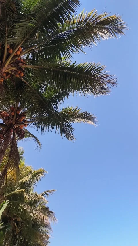 Coconut Palm Tree Leaves Against Clear Blue Sky in Tropical Island Paradise Stock Footage 344039279