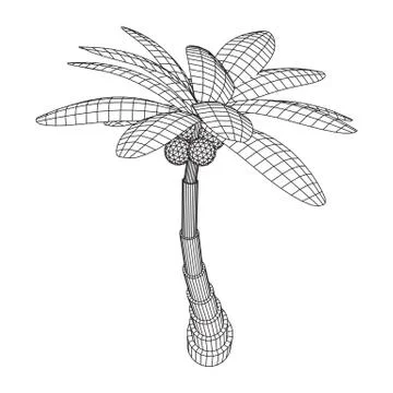 Coconut palm tree with leaves. 스톡 일러스트