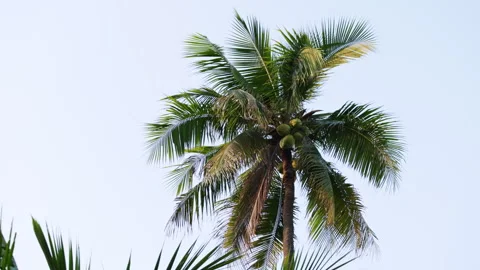 Coconut palm tree leaves swaying in the wind isolated on white Stock Footage 336562870