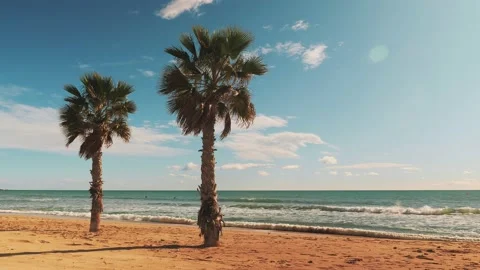 Coconut palm tree leaves waving in wind against calm sea. Tropical landscape Stock Footage 230775305