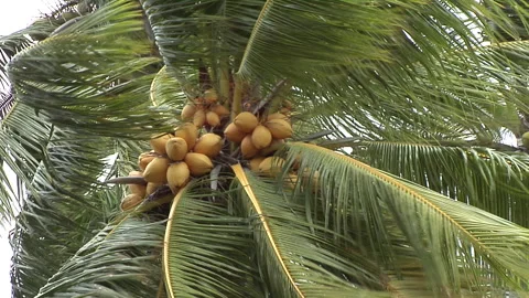 Coconut in a palm tree, lots of wind Stock Footage 300271945