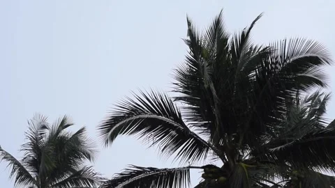 Coconut palm tree low angle view in raining day. Bad vacation, bad holiday. Stock Footage 132892190