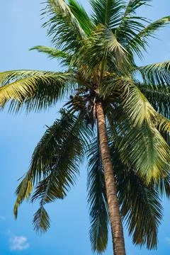 Coconut Palm Tree Low angle view. Palm trees against blue sky Stock Photos