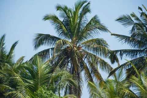 Coconut Palm Tree Low angle view. Palm trees against blue sky Stock Photos