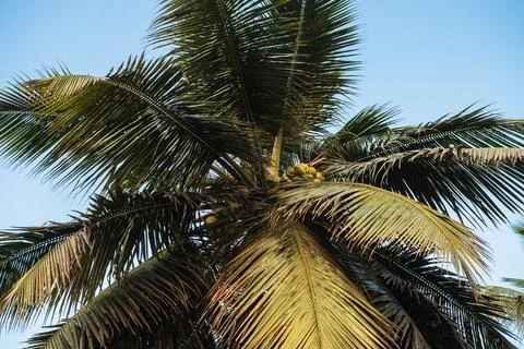 Coconut Palm Tree Low angle view. Palm trees against blue sky Stock Photos