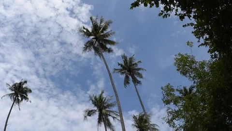 Coconut palm tree move by the wind with blue sky in background Stock Footage 132019709