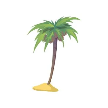 Coconut palm tree with nuts. Vector illustration on white background. Stock Illustration