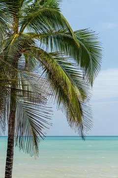 Coconut palm tree overlooking tranquil caribbean sea in colombia Stockfoto's