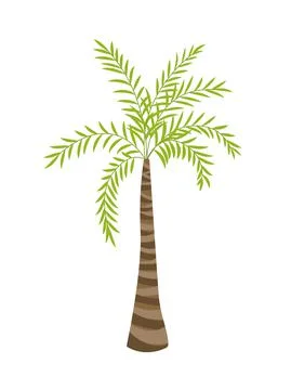 Coconut palm tree. Palm. Flat, cartoon, vector Stock Illustration