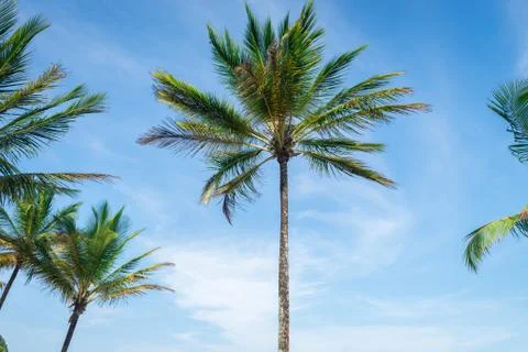 Coconut palm tree perspective view from bottom floor 库存照片