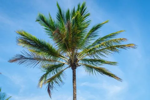 Coconut palm tree perspective view from bottom floor Stock-Fotos