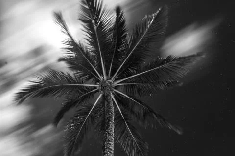 Coconut palm tree perspective view from bottom floor 库存照片
