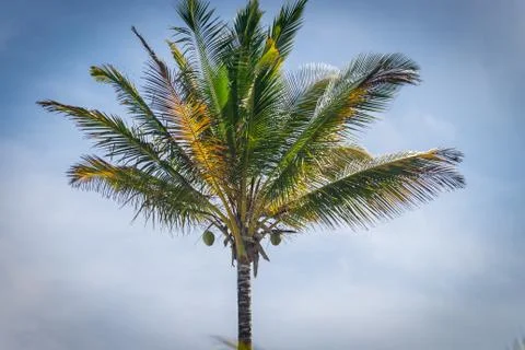 Coconut palm tree perspective view from bottom floor 库存照片