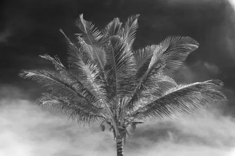 Coconut palm tree perspective view from bottom floor Stock Photos