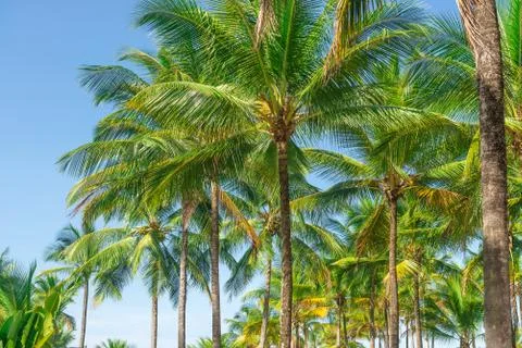 Coconut palm tree perspective view from bottom floor Stock Photos