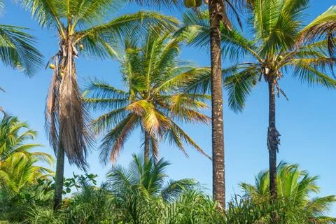 Coconut palm tree perspective view from bottom floor Stock Photos