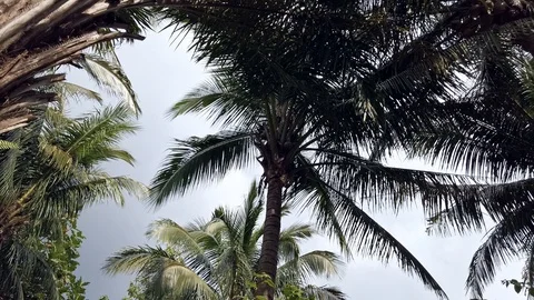 Coconut Palm Tree Philippines Steady Cam Stock Footage 120907750