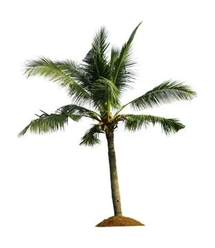 Coconut palm tree Stock Photos