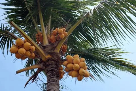 Coconut palm tree Stockfoto's