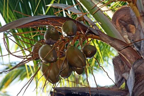Coconut palm tree Stock Photos
