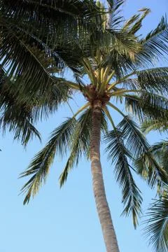 Coconut palm tree Stock Photos
