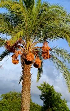 Coconut palm tree Stock Photos