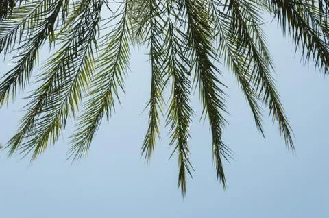 Coconut Palm Tree Stock Photos