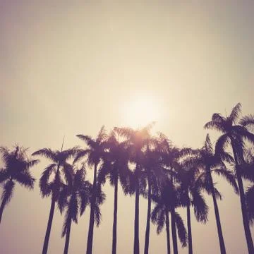 Coconut palm tree Stock Photos