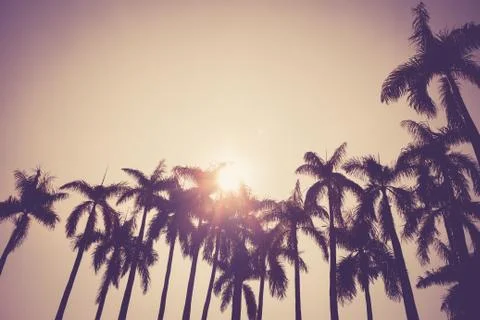 Coconut palm tree Stock Photos
