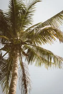 Coconut palm tree Stock Photos