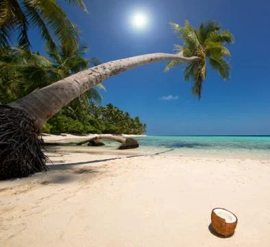 Coconut palm tree Stock Photos