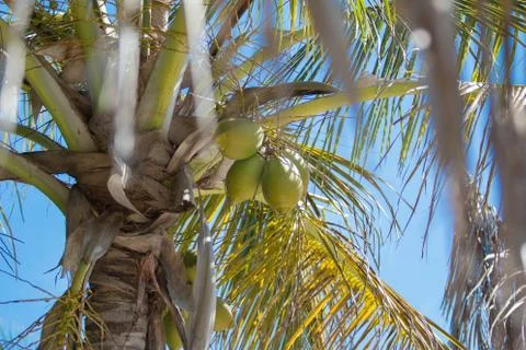 Coconut palm tree Stock Photos