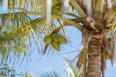 Coconut palm tree Stock Photos